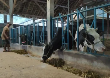 pmkkena perah Sapi