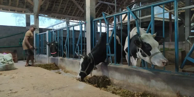 pmkkena perah Sapi