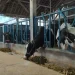 pmkkena perah Sapi