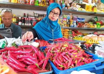 harga cabai