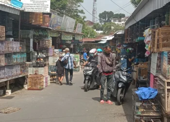 jaringan satwa indonesia