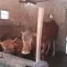 kebakaran yang nyaris membakar dua ekor sapi