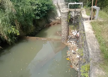 bangkai ikan