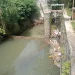 bangkai ikan