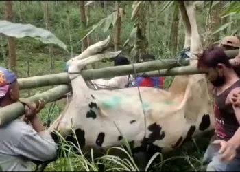 Sapi di Pujon mati kena PMK