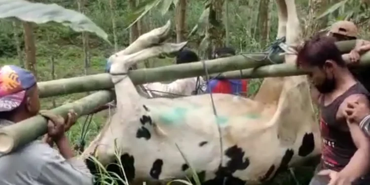 Sapi di Pujon mati kena PMK