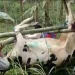 Sapi di Pujon mati kena PMK
