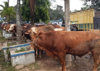 hewan Sapi
