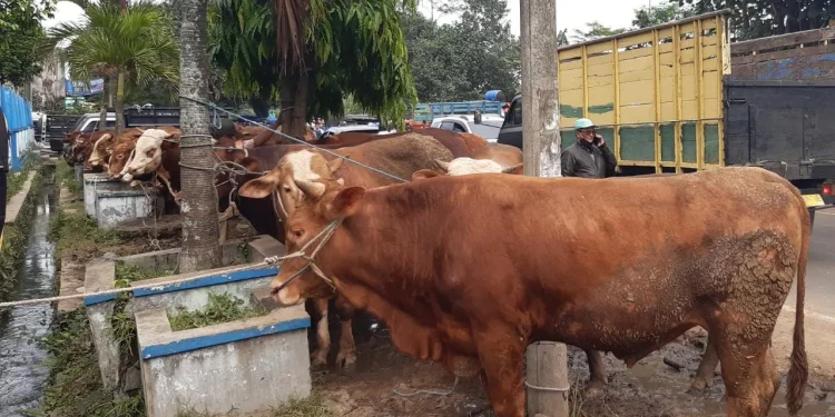 hewan Sapi