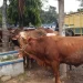 hewan Sapi