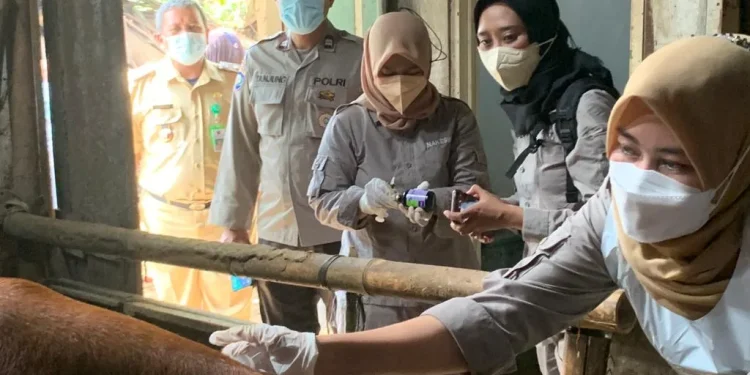 Penanganan PMK di Kota Malang