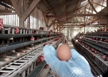 Telur infertil masih beredar di Kota Batu