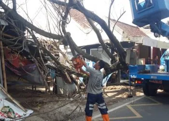 Pohon tumbang
