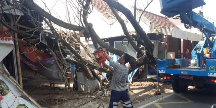 Pohon tumbang