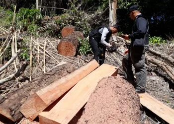 hutan lindung