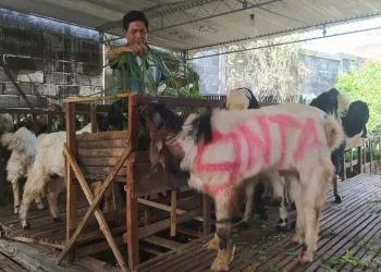 kambing