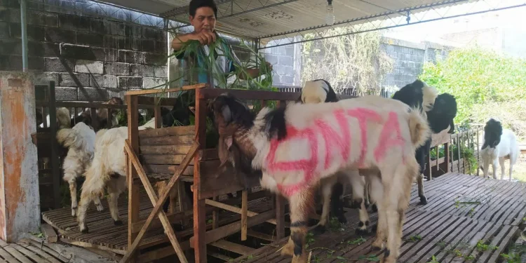 kambing