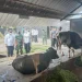 Jatim zoma merah PMK