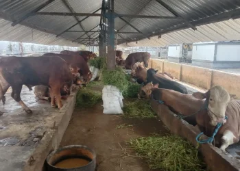 hewan kurban Sapi