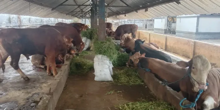 hewan kurban Sapi