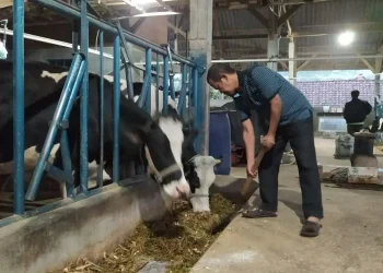 sapi