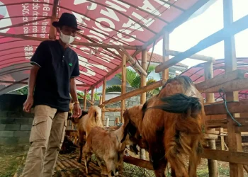 kambing