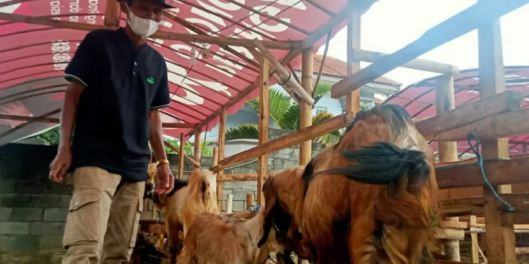 kambing