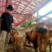 kambing