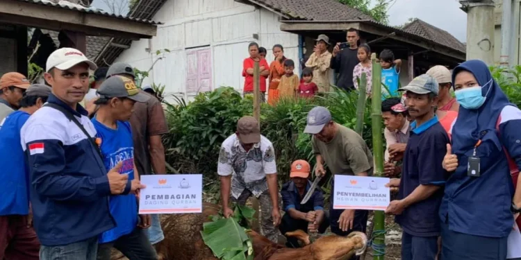 Penyembelihan sapi kurban