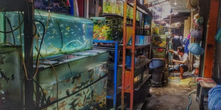 ikan predator