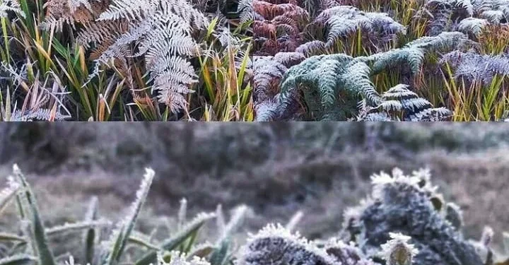 embun es di gunung bromo