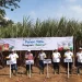 lahan tebu di kabupaten malang