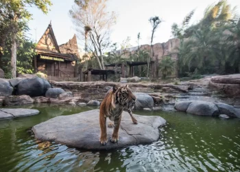 harimau di jatim park 2