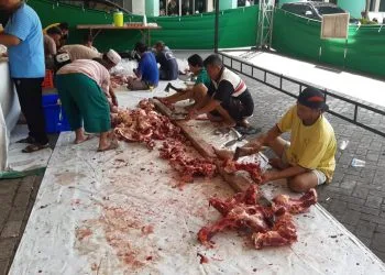 Wabah PMK, penyembelihan hewan kurban tak berpengaruh