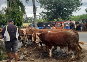 Pedagang sapi minta pasar Gondanglegi dibuka