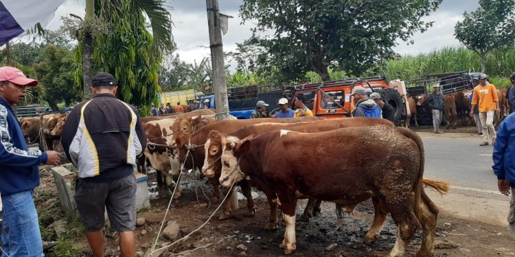 Pedagang sapi minta pasar Gondanglegi dibuka