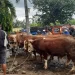 Pedagang sapi minta pasar Gondanglegi dibuka
