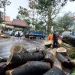 Pohon tumbang