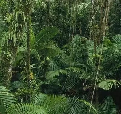 satwa yang hampir punah