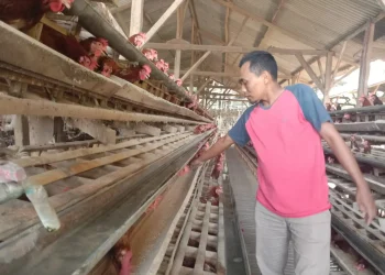 Peternak ayam