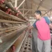 Peternak ayam