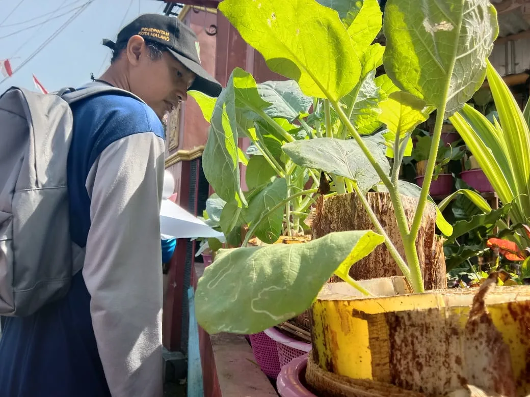 pisang candi