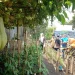 pisang candi