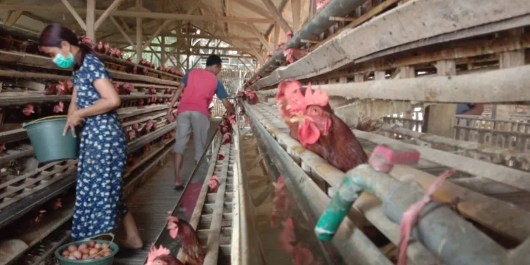 Peternak Ayam Kota Malang