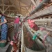 Peternak Ayam Kota Malang