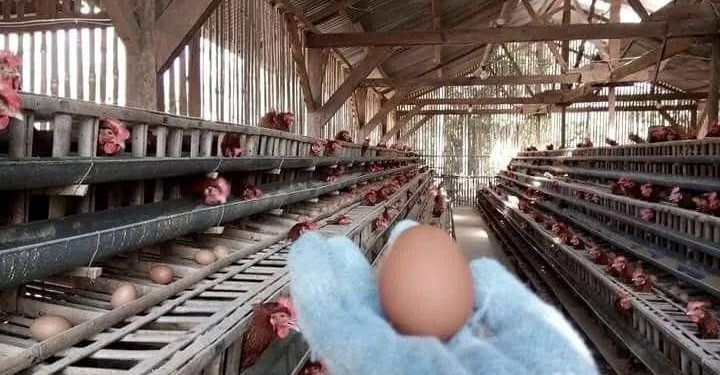 harga telur ayam