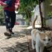 Kucing domestik milik warga Perumahan Patraland Place Kota Malang yang masih berkeliaran di perumahan.