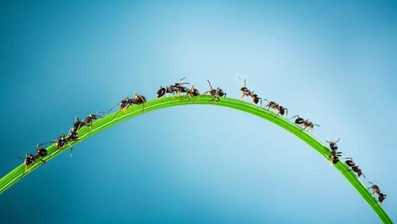 Ilustrasi koloni semut yang sedang berjalan.