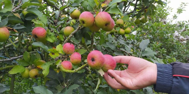 Komoditas pertanian apel yang menjadi ciri khas potensi lokal di sejumlah desa di Kota Batu, Jawa Timur.