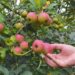Komoditas pertanian apel yang menjadi ciri khas potensi lokal di sejumlah desa di Kota Batu, Jawa Timur.